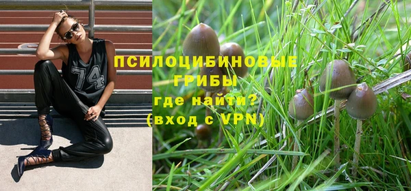 стаф Алзамай